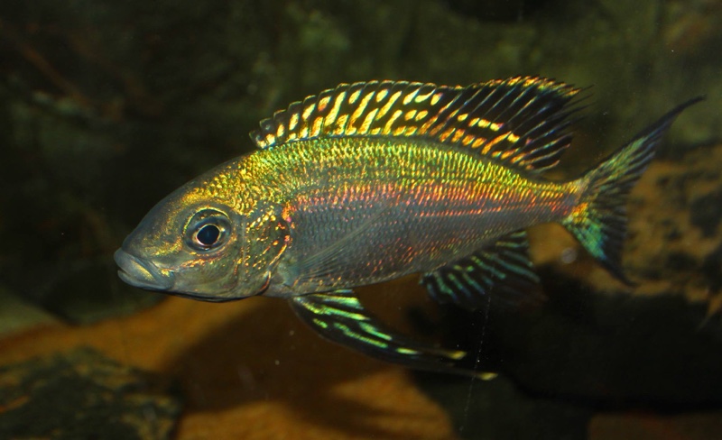 Cyathopharynx sp. 'green flush' Sibwesa